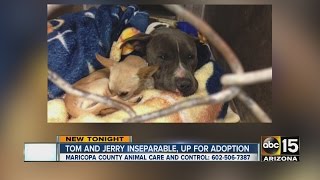 Tom & Jerry looking to get adopted