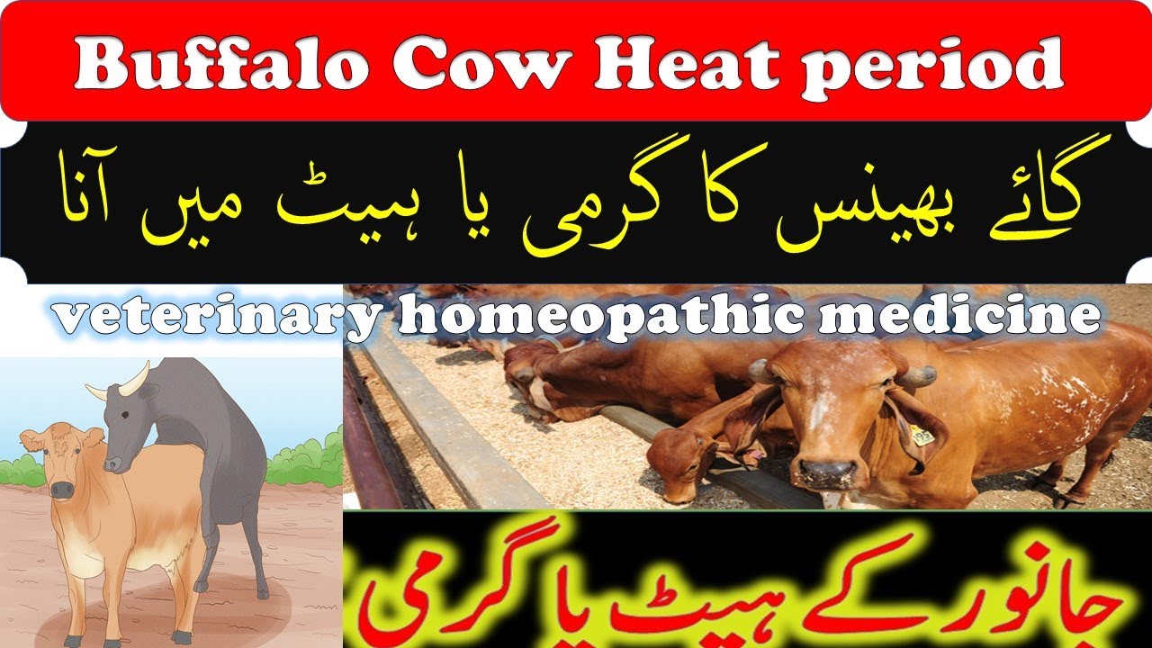buffaloes / cows heat medicine veterinary homeopathic medicine YouTube