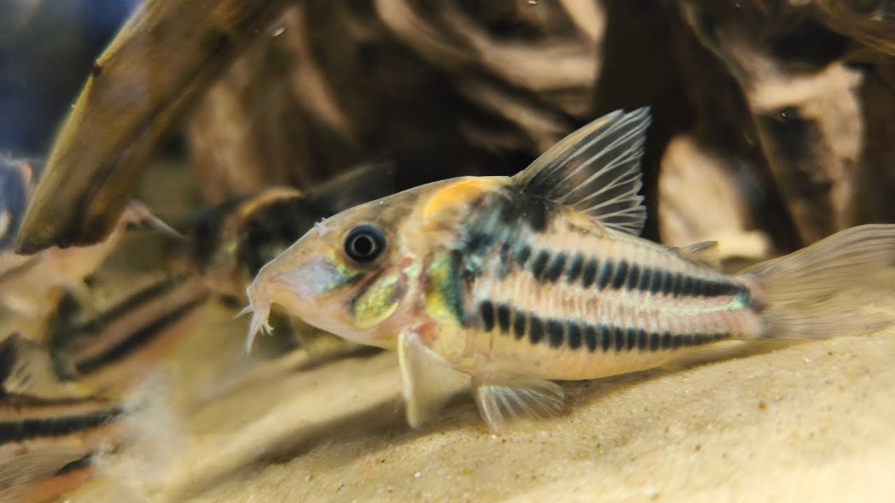 Rozmnażanie kirysków.