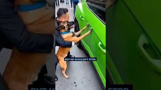 This Dog Damaged A 450,000 Car