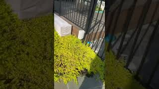 Creeping Jenny Plant Review 1 Month Later Update