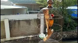 Ini baru masteran handal kunti lanak😱/ pelatuk bawang gacor panjang