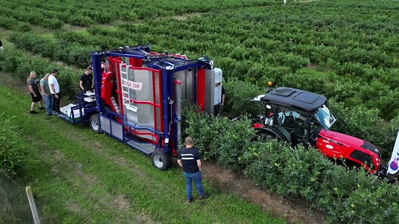 Урожай голубики как никогда прежде в 2025 году – проверенный комбайн для сбора голубики JAGODA 300!