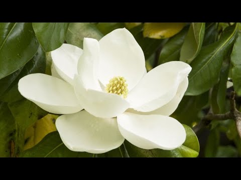Video: Árboles de magnolia de hoja perenne - Tipos de árboles de magnolia de hoja perenne