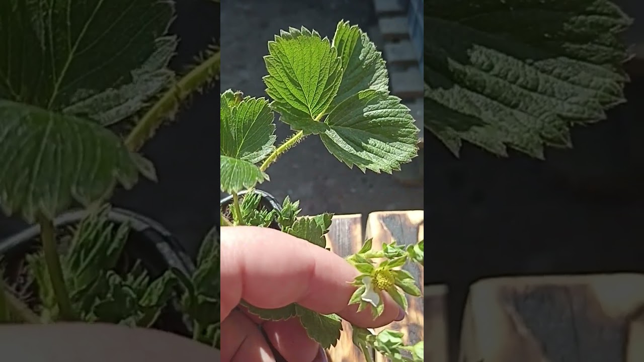 Доставка по России сдек / почта! Каталог на Мах 89152458159 письменно