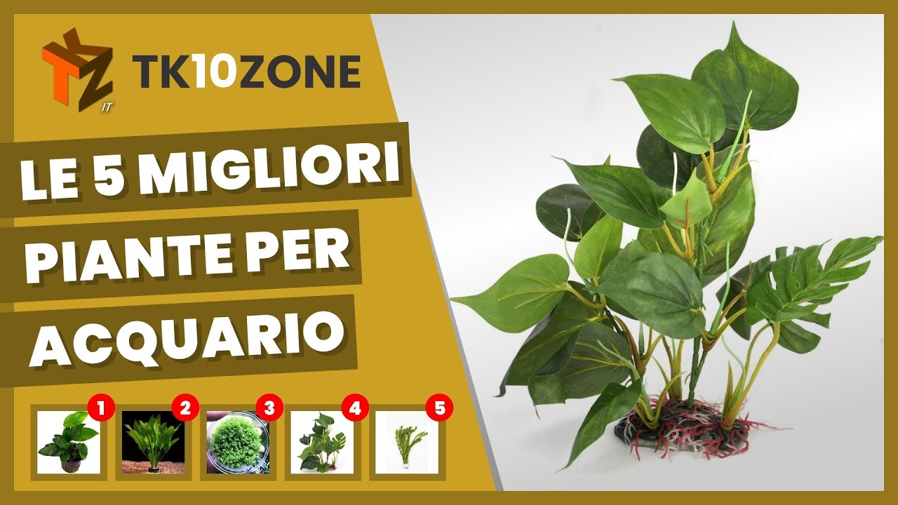 Le 5 migliori piante per acquario - YouTube