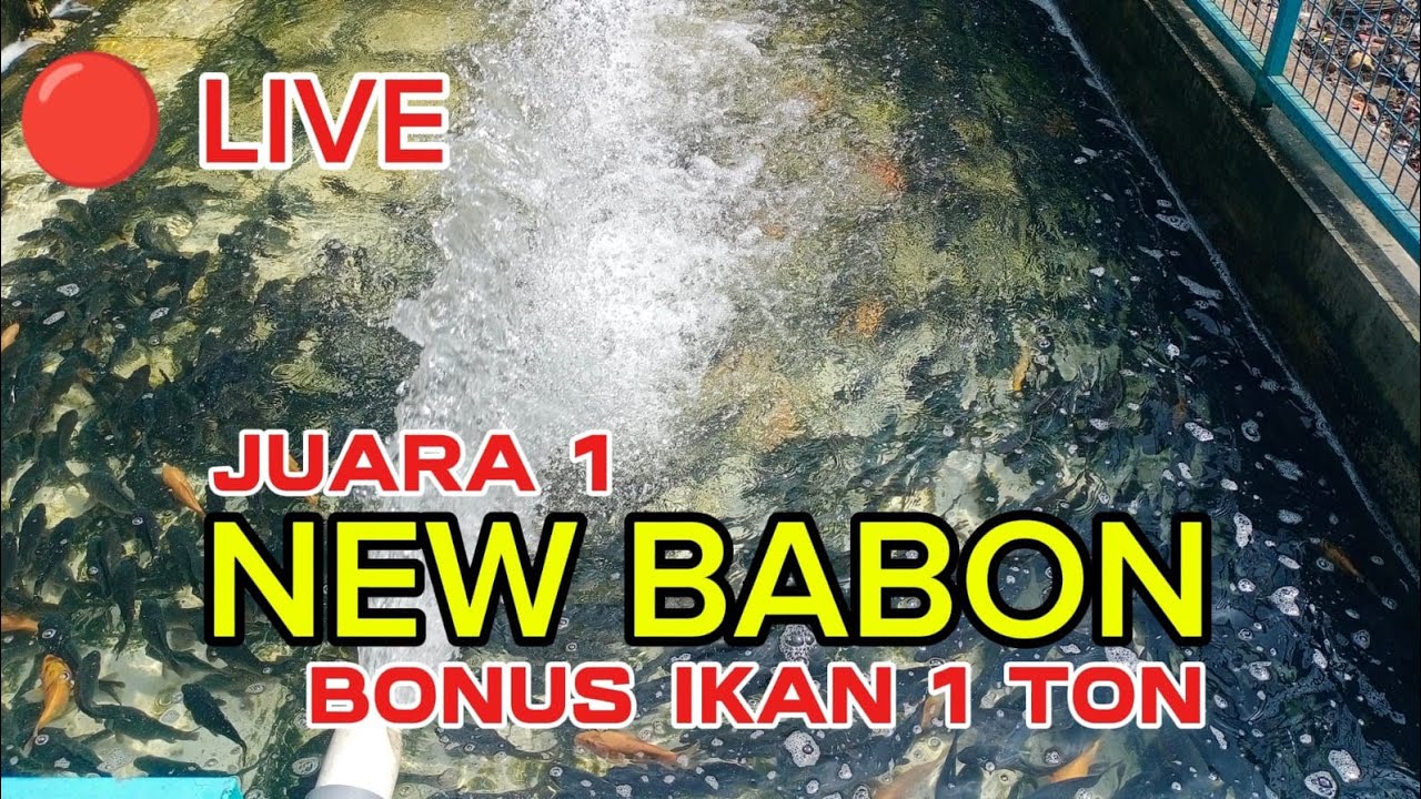 🔴LIVE..! PMC NEW BABON TIKET 6,5 JUTA