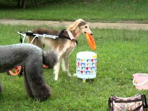 車椅子のサルーキぴっぴ　初のハードディスクキャッチ Saluki