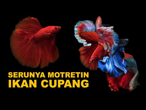 Video: Cara Memberi Makan Guppy: 13 Langkah (dengan Gambar)