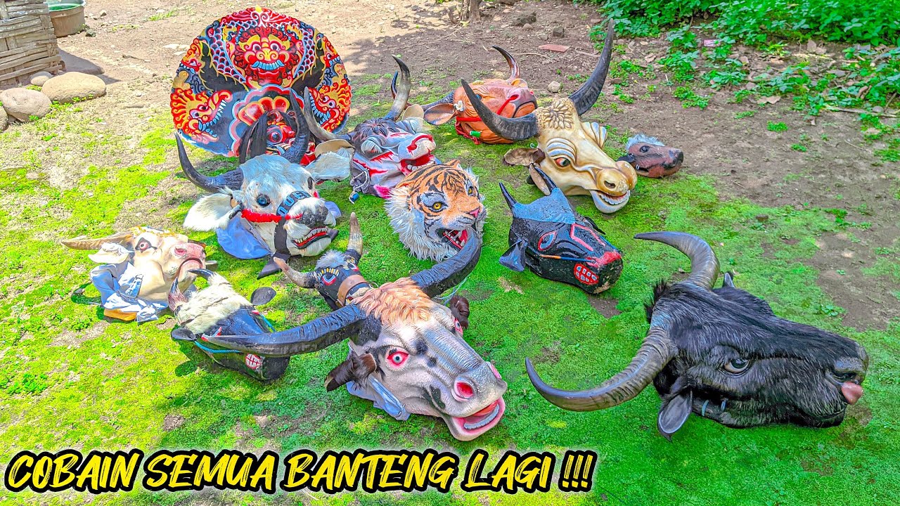 COBAIN SEMUA BANTENG LAGI !!!