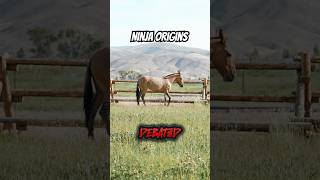 Most don’t know this about my mule…  #ninja #horse #mule #equestrian #horselife