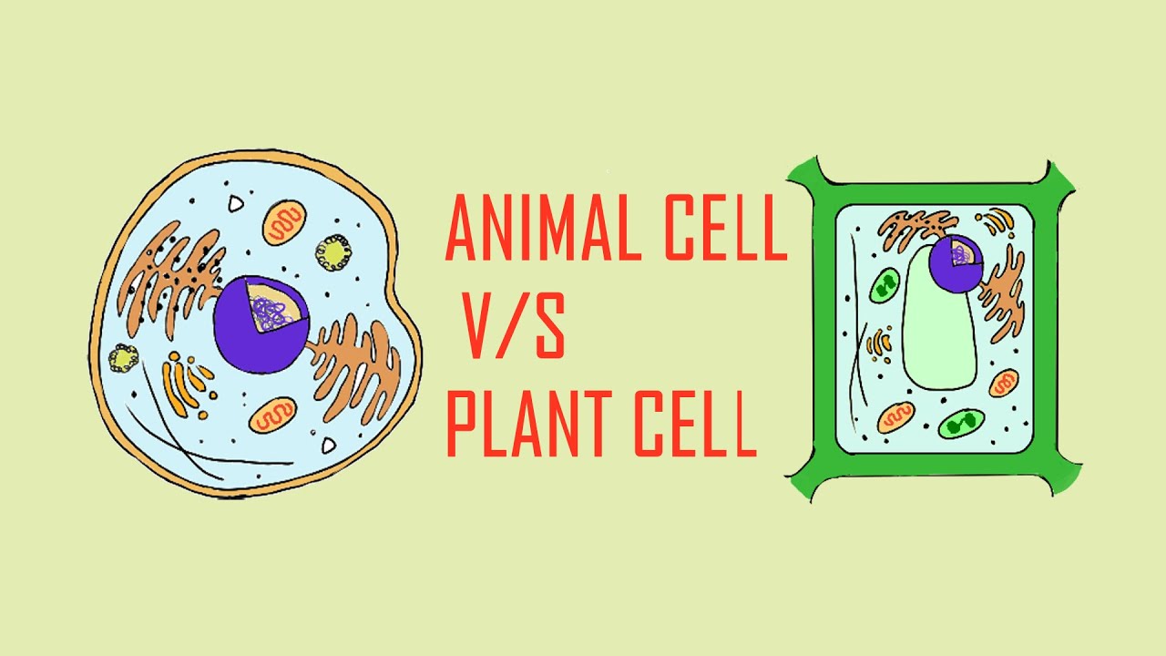 HOW TO DRAW PLANT AND ANIMAL CELL EASY!!!!!! - YouTube