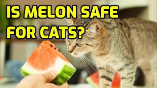 Can Cats Eat Watermelon?