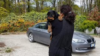 ❤Subscribe to my channel❤Rottweiler dogs | funny animals | trending video