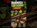 El insecto que creó la AGRICULTURA 🐜🍃#hormigas #naturaleza #insectos #animalesasombrosos #curiosidad