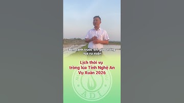 Lịch thời vụ gieo trồng lúa vụ Đông - Xuân năm 2025 - 2026 tỉnh Nghệ An| Nông nghiệp ADI