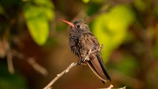 The impossible task of videoing a Doubleday's Hummingbird. by Michael Barber 37 views 3 months ago 23 seconds