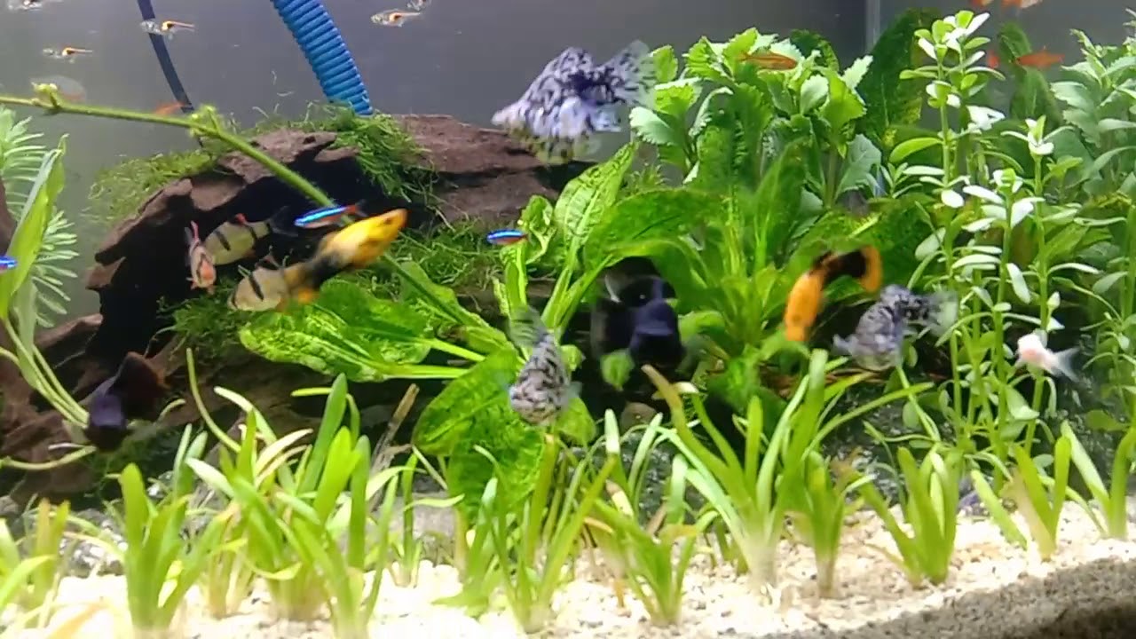 mereview akuarium baru 60 cm YouTube