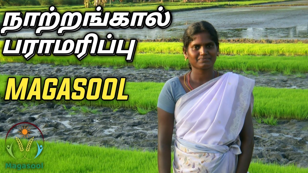 முறையான நாற்றங்கால் பராமரிப்பு | Nursery care | Magasool