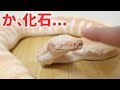 エサを食べず化石のようになってしまったヘビの末路