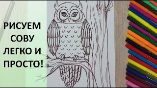 Как нарисовать СОВУ. Поэтапное рисование. Рисунок для срисовки. How to draw an owl