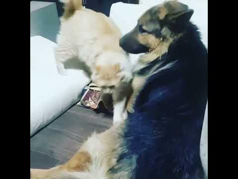 #овчарка#кот# - YouTube