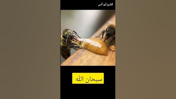 ( خروج العسل من النحل ) سبحان الله #القارئ_أبوأنس