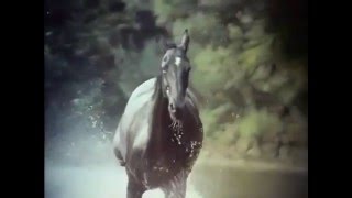 The Adventures of Black Beauty Opening and Closing Theme 1972 - 1974 Resimi