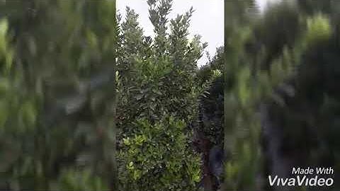 Quat cảnh, Thắng lợi, Văn giang, Hưng Yên