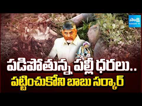 వేరుశనగ రైతుల అవస్థలు! | Chandrababu Government Fails to Support  Groundnut Farmers | @SakshiTV - SAKSHITV