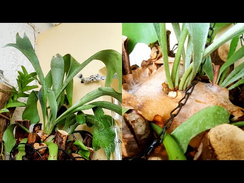 Βίντεο: How to Grow Staghorn Ferns σε γλάστρες - Φυτεύοντας μια φτέρη Staghorn σε ένα συρμάτινο καλάθι