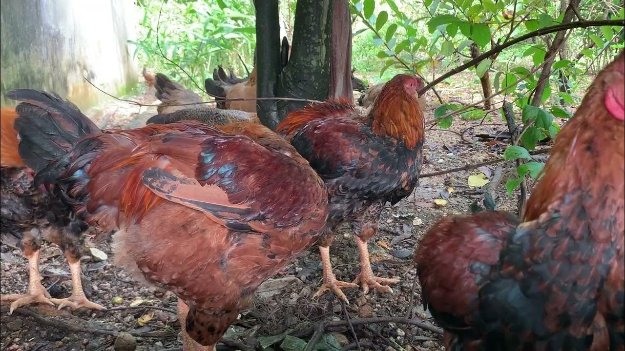 SmallScale Poultry Farming A Guide to Success YouTube