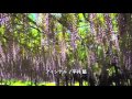 オルゴール/アイシテル /平井 堅