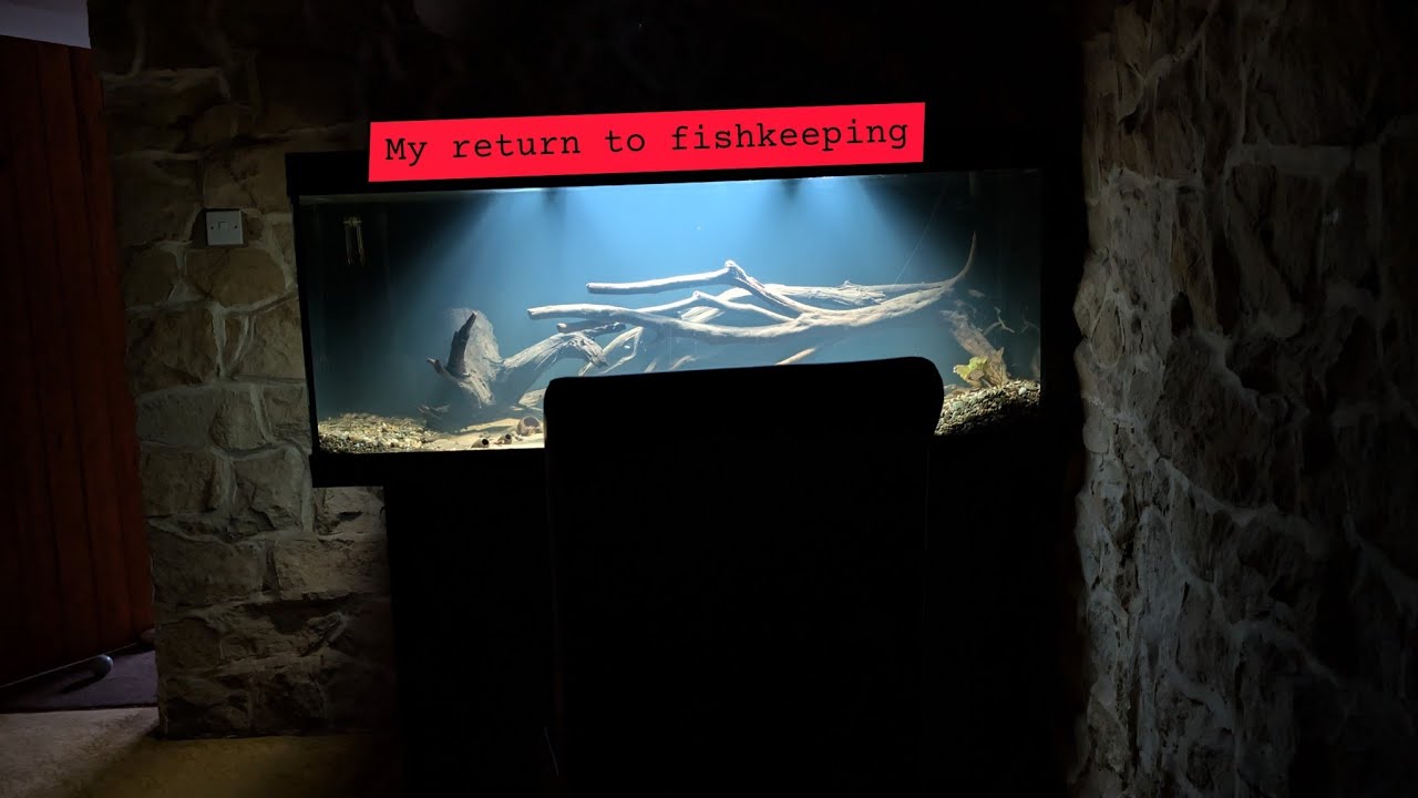 Returning to fishkeeping after 4 YEARS!