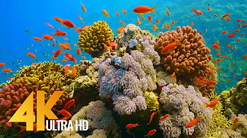 تحت البحر الأحمر 4K - عالم رائع تحت الماء - الجزء الأول