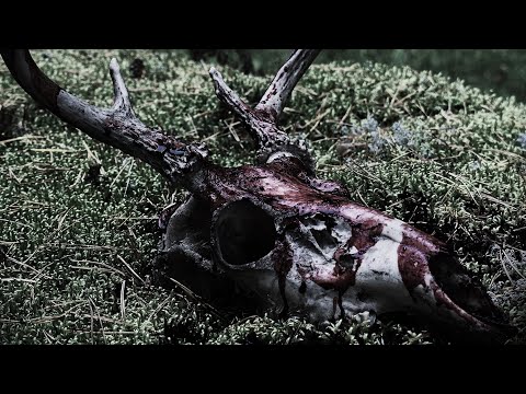 Kuusuo - Curse Still Lingers On (Visualizer video)