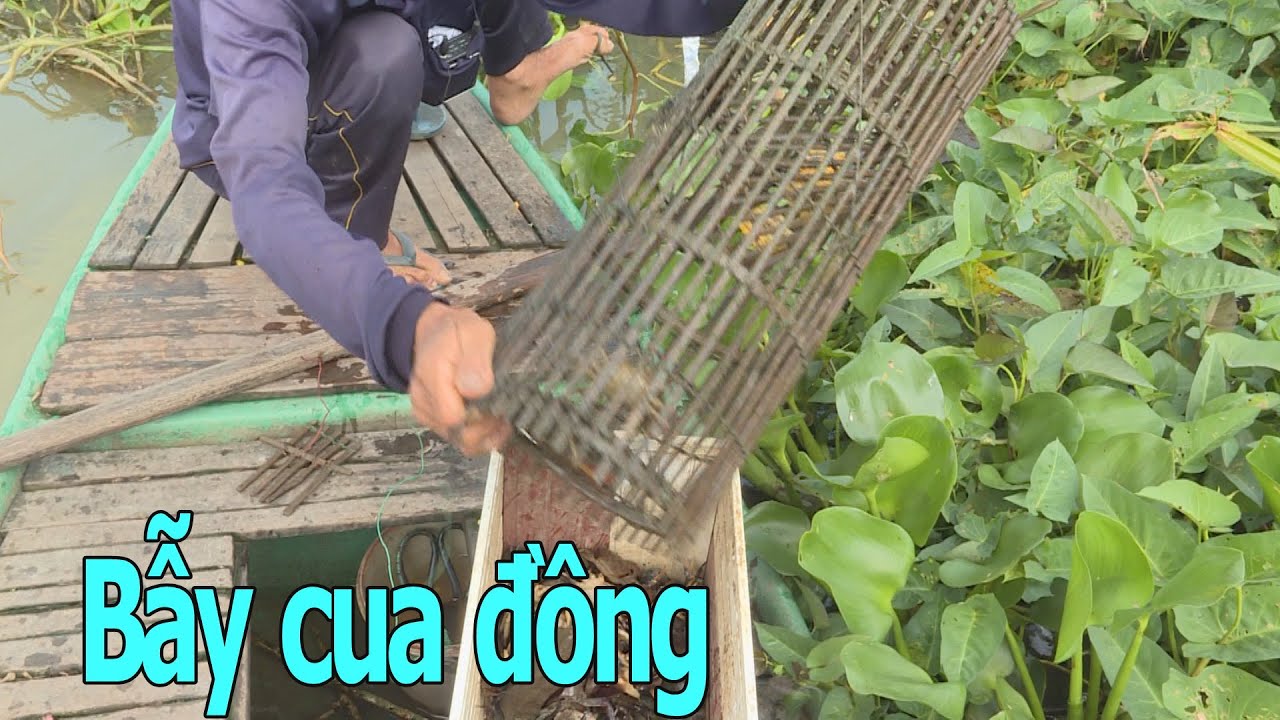 Mùa bẫy cua đồng ở hạ lưu sông Mekong, Việt Nam