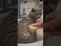 Dirty British Shorthair Cat Needs a Bath