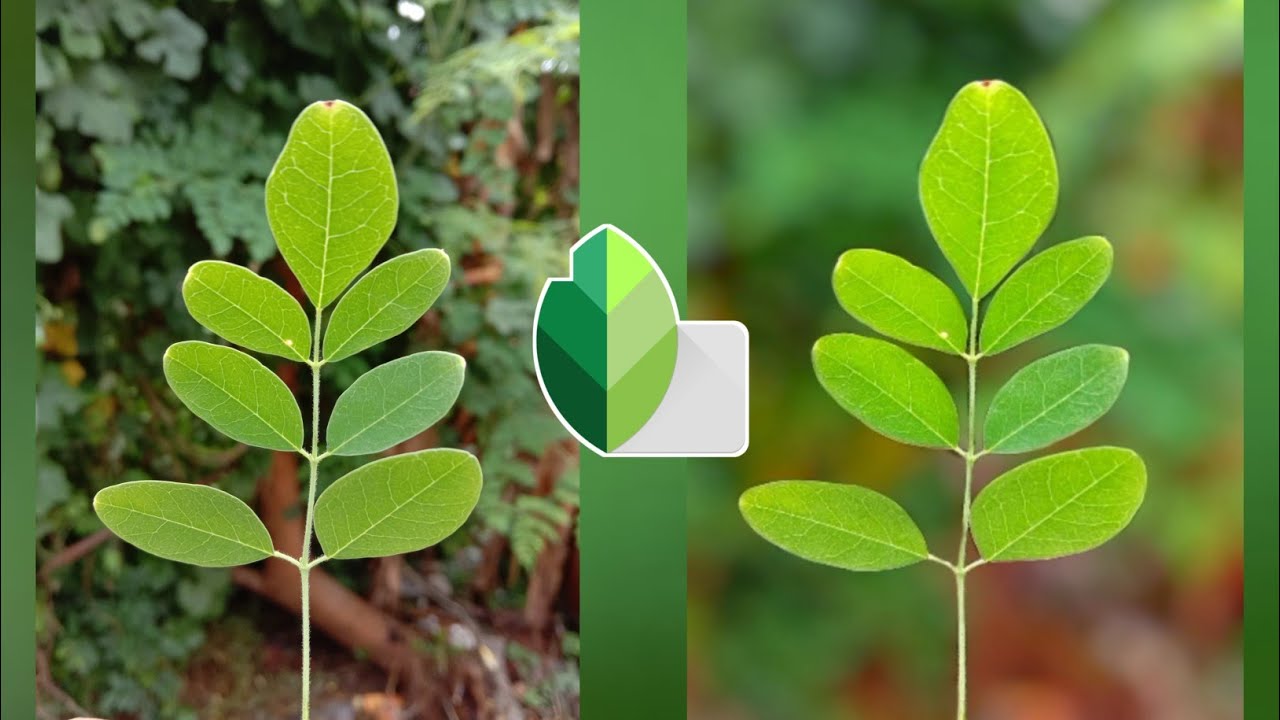 How to blur background with snapseed || Snapseed tutorials