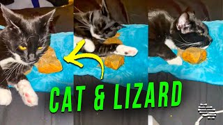 Cat Keeps Trying to Rub Itself Against a Lizard That Seems to Approve It