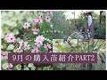 【秋のガーデニング】9月の購入苗紹介PART2|秋苗で寄せ植えリメイク|リーフが綺麗な美苗|
