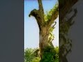 من اجمل اغاني احلام 