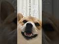微風に踊らされる柴犬こむぎ#柴犬#犬#ペット