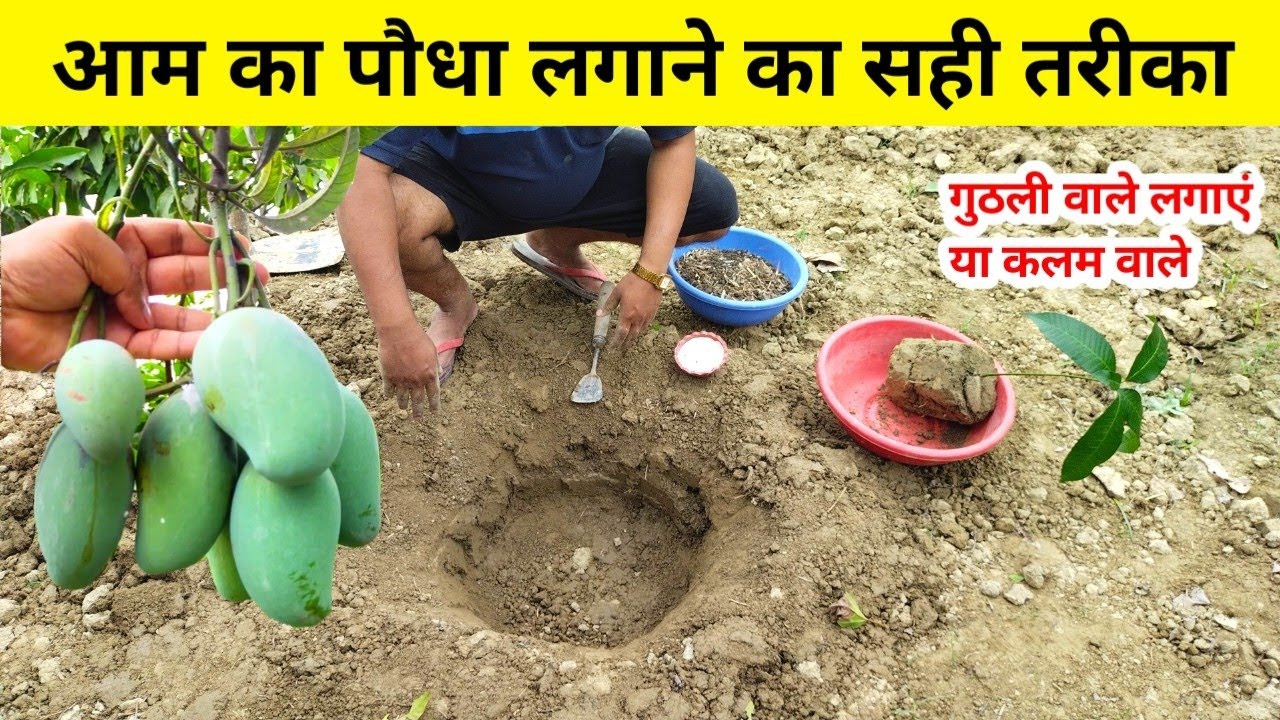 आम का पौधा लगाने का सही तरीका 🥭 aam ka paudha kaise lagaen how to