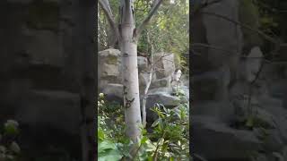 Peter Pan and Wendy Secret Tree Location Disneyland