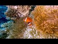 Fiji anemone fish are immune to paralytic sting of their predator hosts