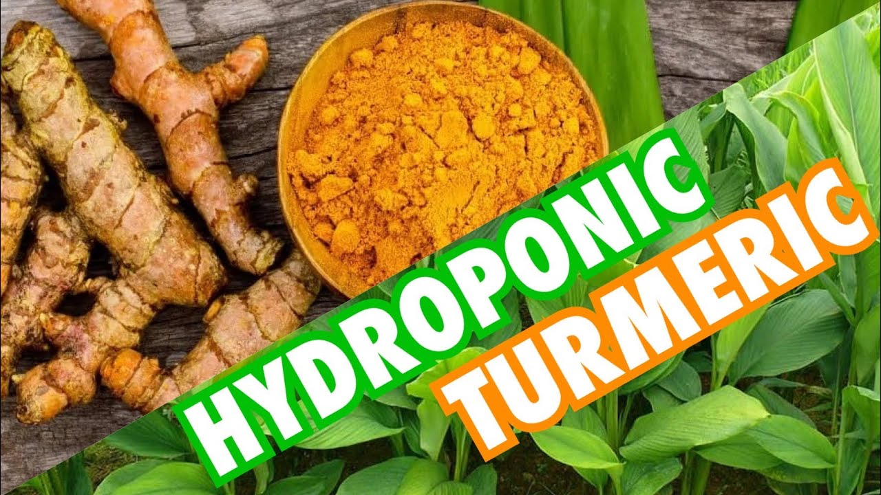 New Hydroponic System Design! Hydroponic Turmeric \U0026 Updates