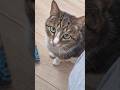 миллионер котбарон Cat веселыекоты Pets видосыоткота Cute прикольныекоты Kitten Carlthecat 