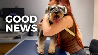 I Took my Schnauzer to the Vet… GOOD NEWS!