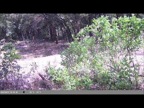 August 21, 2026 BOOTS ON THE GROUND [ CREATURE CAM]